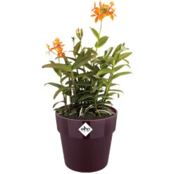 Elho Blumentopf Maulbeere 30x27cm 13,3L -Gartenmöbel Geschäft 27d7b15e45d8cb9b3aa98fdd2a8dd70f a de 193651g 1