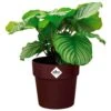 Elho Blumentopf Maulbeere 30x27cm 13,3L -Gartenmöbel Geschäft 62a04948b2e5ea05e8e28ed13efebc45 de 193651d 1 1