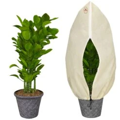 Pflanzenschutzhaube 3er-Set Beige 1,2x1,8m -Gartenmöbel Geschäft efe87a01819c07a19b046a87e6d09347 de 882190d 9 3 1 1